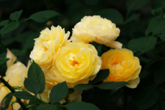 黄色い薔薇