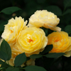 黄色い薔薇