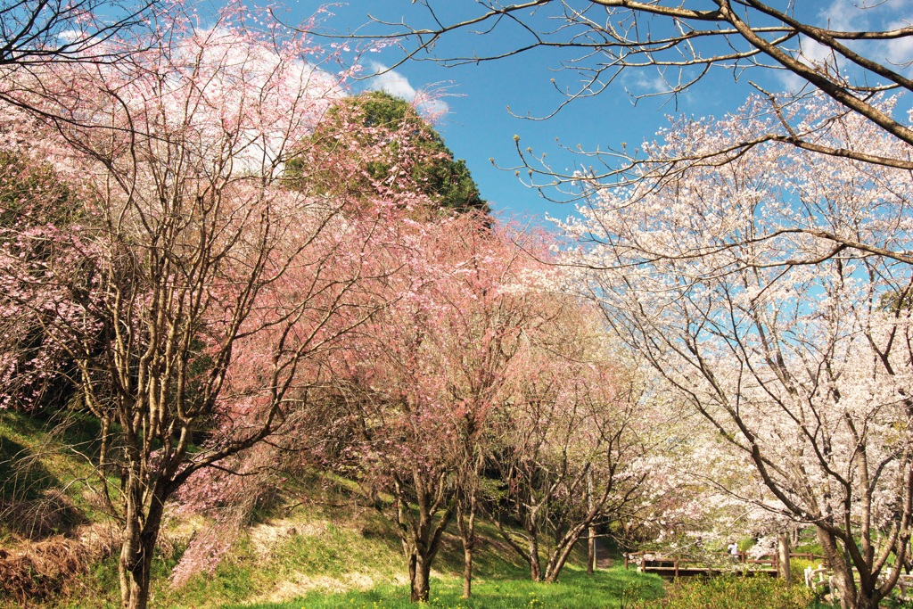 山桜