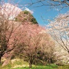 山桜