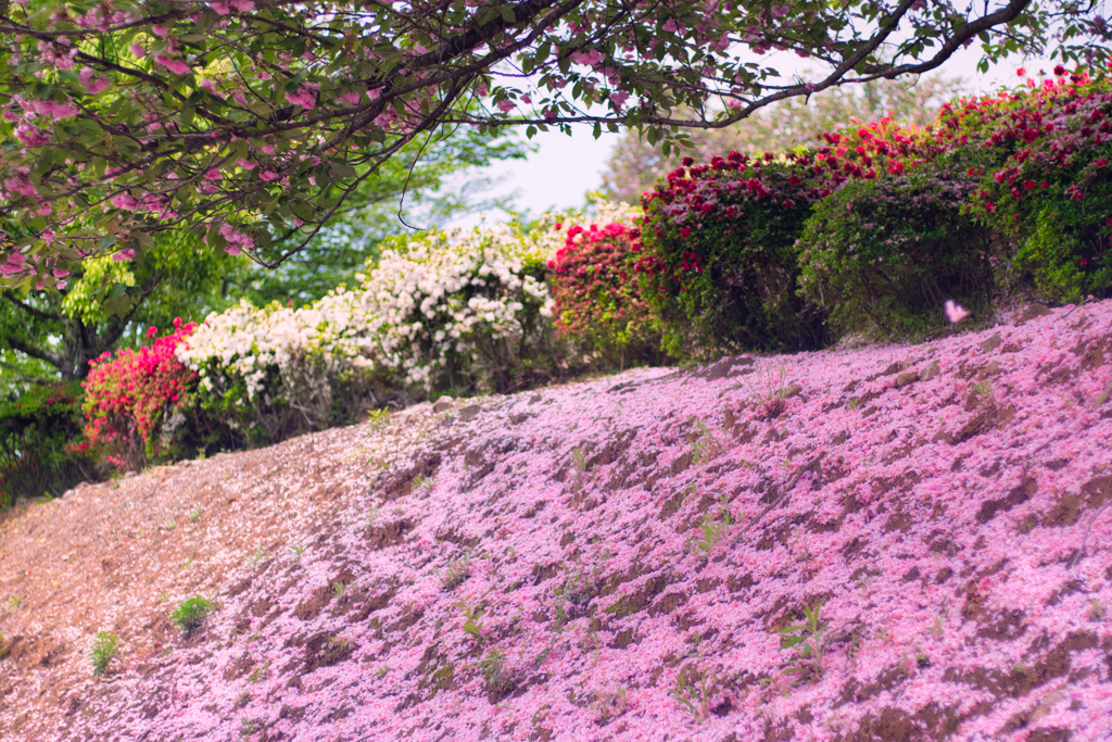 枝垂桜とつつじ
