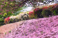 枝垂桜とつつじ