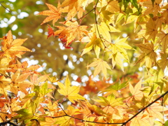 黄
