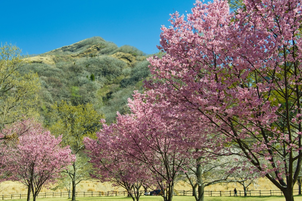陽光桜