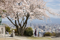 見晴らし桜