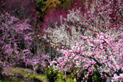 梅園