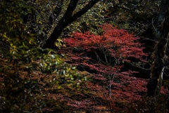 紅葉