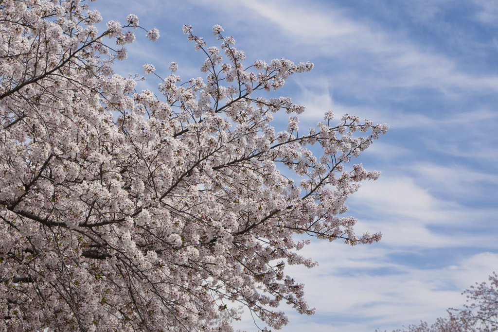 桜雲