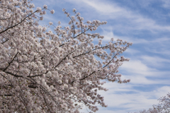 桜雲