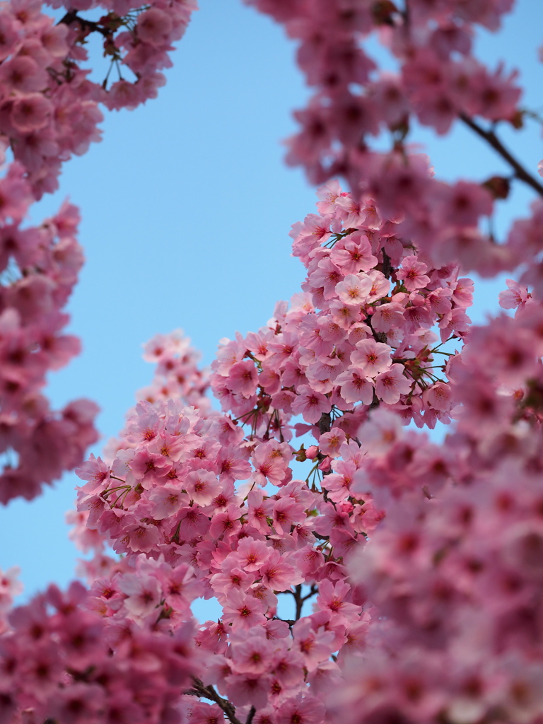 庭の桜