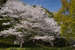 山桜