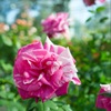 薔薇