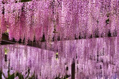 Purple shower