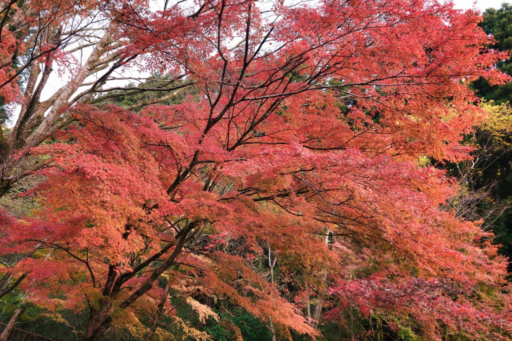 菊池川の山紅葉