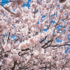 春めき桜