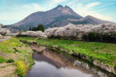 由布院 櫻花樹