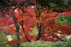 最後の紅葉