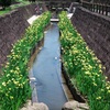 高瀬裏川
