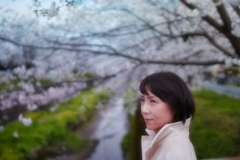 桜ポートレート