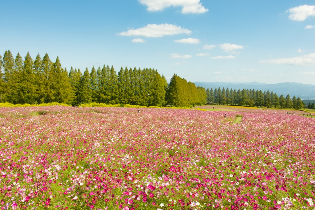 生駒高原