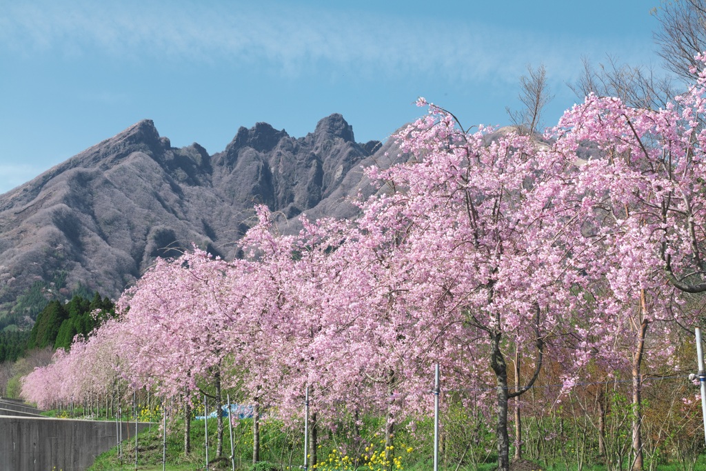 枝垂れ桜