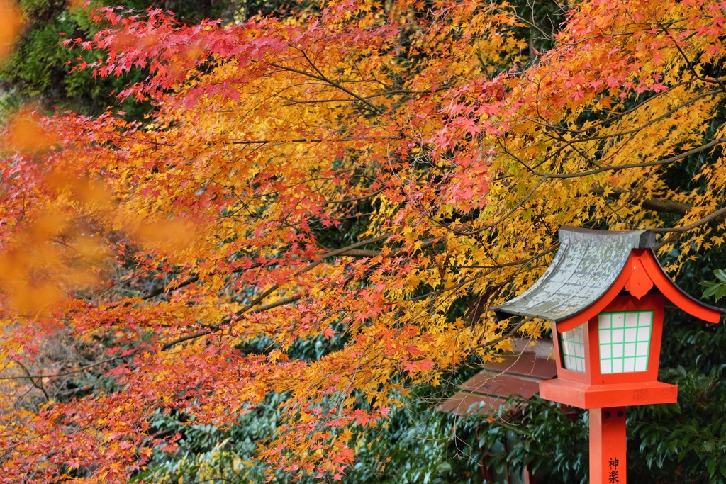 The last autumn leaves