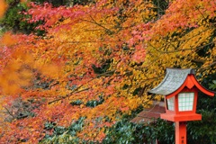 The last autumn leaves