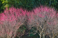 谷尾崎梅林公園