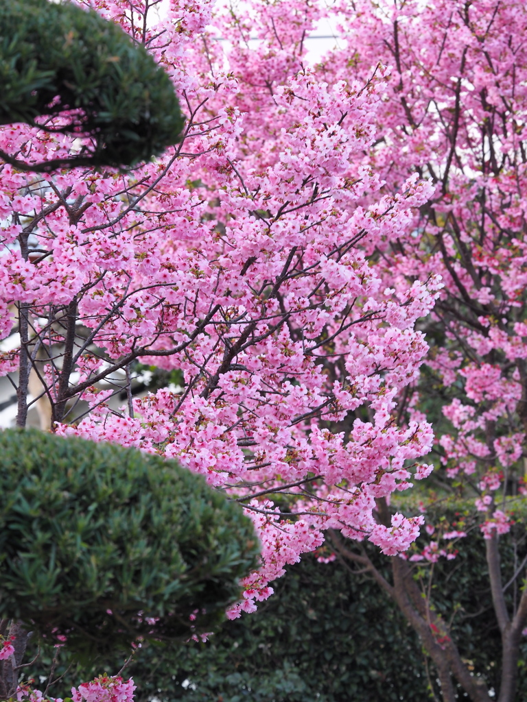 庭の桜は満開です１