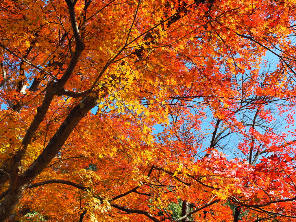 紅葉狩り