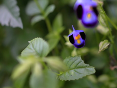 Deep purple
