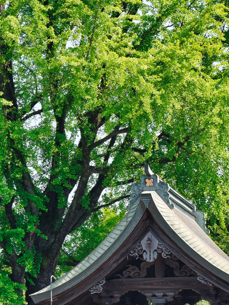 阿蘇神社