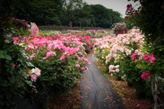 バラ園の路