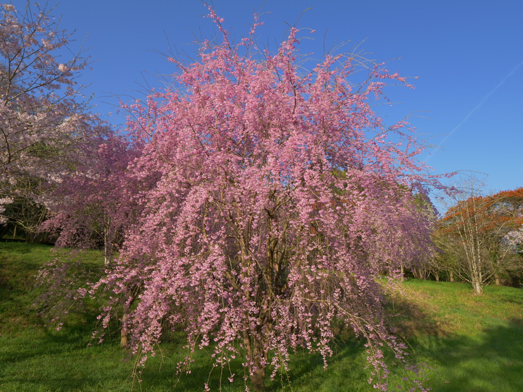 桜