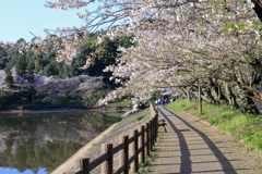 通学路は桜のトンネル
