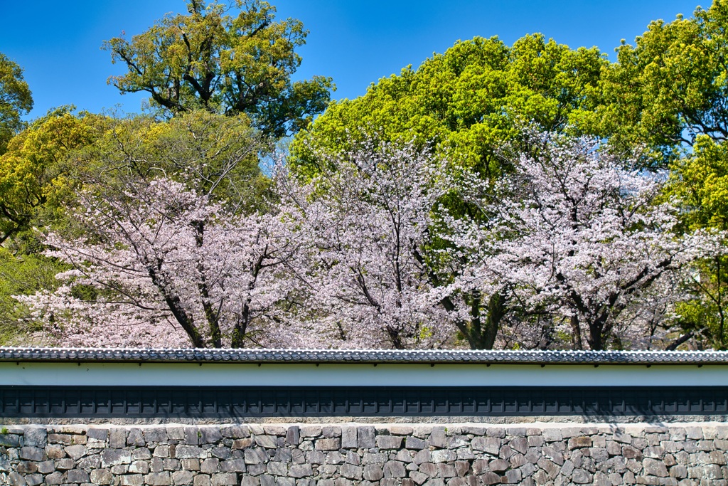 長塀の桜