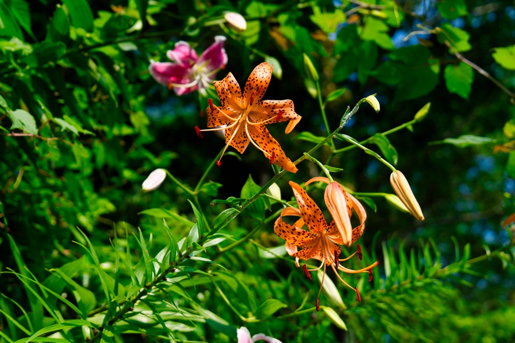 オレンジの百合の花言葉は華麗