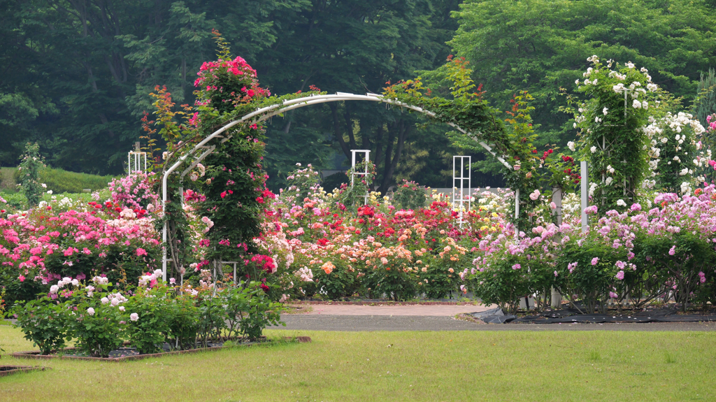 バラ園