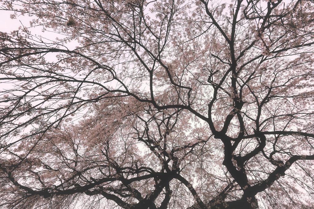 降りそそぐ