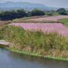 菊池川河川敷