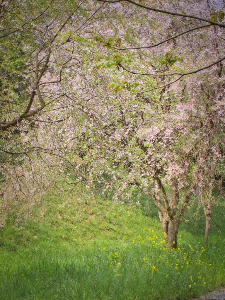 山桜