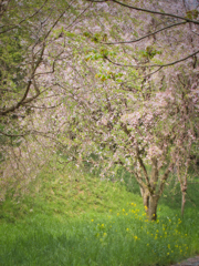 山桜