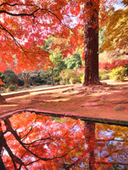 御手水の紅葉
