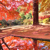 御手水の紅葉