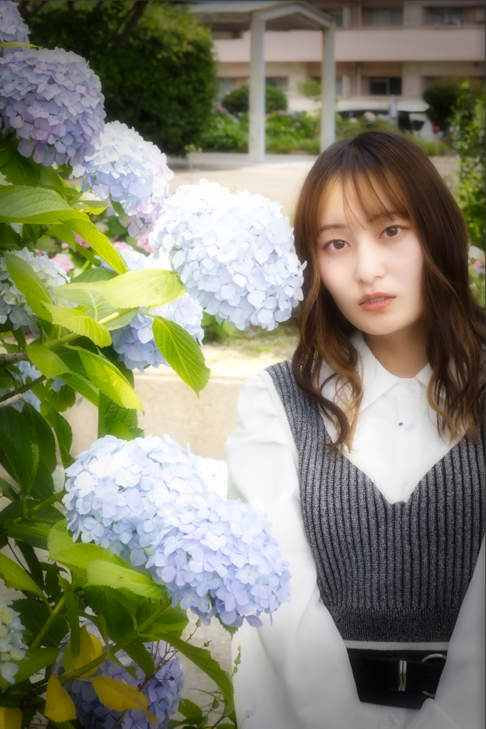 紫陽花