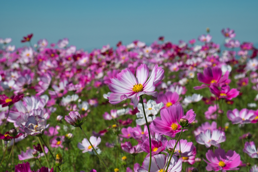 秋桜
