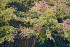 環境芸術の森