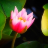 睡蓮と蓮3