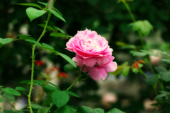 ピンクの薔薇