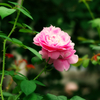 ピンクの薔薇
